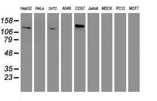 Western blot analysis of extracts (35ug) from 9 different cell lines by using anti-ENPEP monoclonal antibody