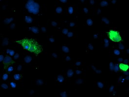 m06961 anti aminopeptidase a enpep mouse monoclonal antibody clone id oti4g8 if testing 13