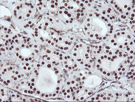 m06961 anti aminopeptidase a enpep mouse monoclonal antibody clone id oti4g8 ihc testing 4