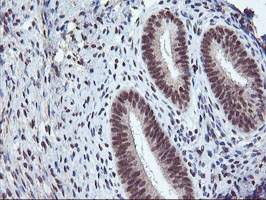 m06961 anti aminopeptidase a enpep mouse monoclonal antibody clone id oti4g8 ihc testing 5