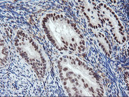m06961 anti aminopeptidase a enpep mouse monoclonal antibody clone id oti4g8 ihc testing 6