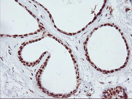 m06961 anti aminopeptidase a enpep mouse monoclonal antibody clone id oti4g8 ihc testing 8