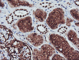 m06961 anti aminopeptidase a enpep mouse monoclonal antibody clone id oti4g8 ihc testing 9
