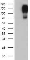 m06961 anti aminopeptidase a enpep mouse monoclonal antibody clone id oti4g8 wb testing 1