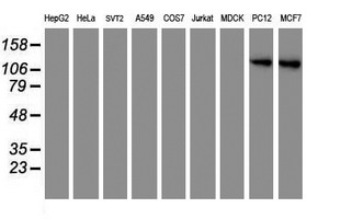 m06961 anti aminopeptidase a enpep mouse monoclonal antibody clone id oti4g8 wb testing 2