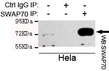 m06972 swap70 primary antiboties ip testing 4