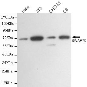 m06972 swap70 primary antiboties wb testing 1