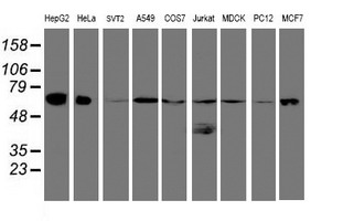 Western blot analysis of extracts (35ug) from 9 different cell lines by usin g anti-UQCRC1 monoclonal antibody (HepG2: human; HeLa: human; SVT2: mouse; A549: human; COS7: monkey; Jurkat: human; MDCK: canine; PC12: rat; MCF7: human)