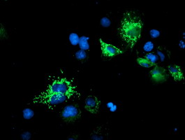 Anti-UQCRC1 mouse monoclonal antibody (M06974) immunofluorescent staining of COS7 cells transiently transfected by pCMV6-ENTRY UQCRC1