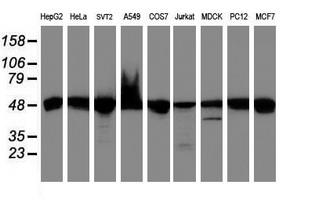 Western blot analysis of extracts (35ug) from 9 different cell lines by using anti-UQCRC1 monoclonal antibody (HepG2: human; HeLa: human; SVT2: mouse; A549: human; COS7: monkey; Jurkat: human; MDCK: canine; PC12: rat; MCF7: human)