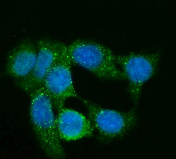  IF analysis of GNG2 using anti-GNG2 antibody (M06975-1)