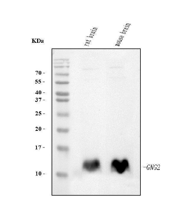  Western blot analysis of GNG2 using anti-GNG2 antibody (M06975-1)