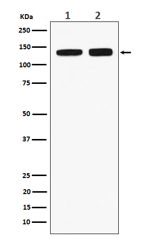 Western blot analysis of RNF40 expression in (1) HeLa cell lysate; (2) RAW264