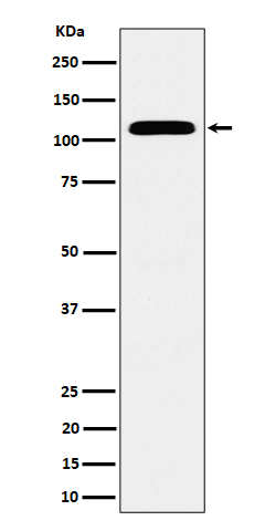Western blot analysis of SEC24D expression in HeLa cell lysate