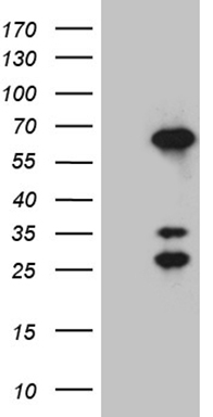 m06991 anti cornulin crnn mouse monoclonal antibody clone id oti4b8 wb testing 1