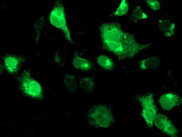 m06993 anti trap alpha ssr1 mouse monoclonal antibody clone id oti4c7 if testing 14