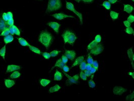 m06993 anti trap alpha ssr1 mouse monoclonal antibody clone id oti4c7 if testing 15