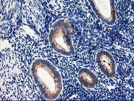 m06993 anti trap alpha ssr1 mouse monoclonal antibody clone id oti4c7 ihc testing 9