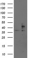 m06993 anti trap alpha ssr1 mouse monoclonal antibody clone id oti4c7 wb testing 1