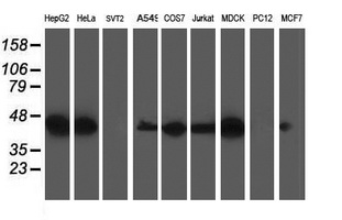 m06993 anti trap alpha ssr1 mouse monoclonal antibody clone id oti4c7 wb testing 2