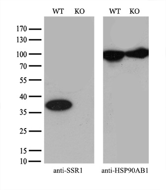 m06993 anti trap alpha ssr1 mouse monoclonal antibody clone id oti4c7 wb testing 3