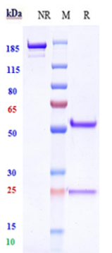 Anti-TSPAN8 Reference Antibody (INSERM patent anti-CO-029) on SDS-PAGE under reducing (R) condition