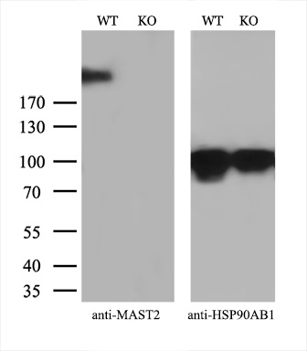 Equivalent amounts of cell lysates (10 ug per lane) of wild-type HeLa cells (WT) and MAST2-Knockout HeLa cells (KO) were separated by SDS-PAGE and immunoblotted with anti-MAST2 monoclonal antibody M07003 (1:100)