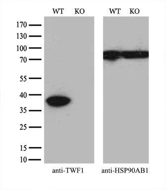 m07004 1 anti ptk9 twf1 mouse monoclonal antibody clone id oti5c12 wb testing 2