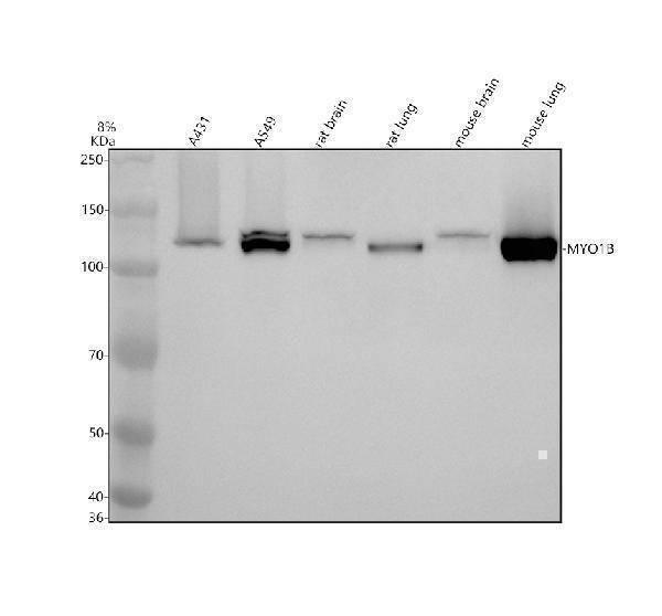 Western blot analysis of MYO1B using anti-MYO1B antibody (M07011)