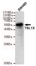 m07014 tbl1x primary antiboties wb testing 1
