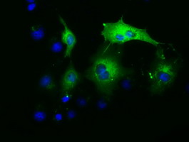 m07031 anti paics mouse monoclonal antibody clone id oti1b4 if testing 5