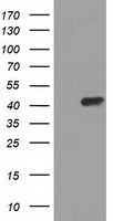 m07031 anti paics mouse monoclonal antibody clone id oti1b4 wb testing 1