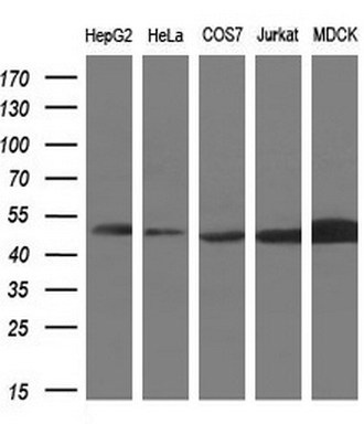 m07031 anti paics mouse monoclonal antibody clone id oti1b4 wb testing 2
