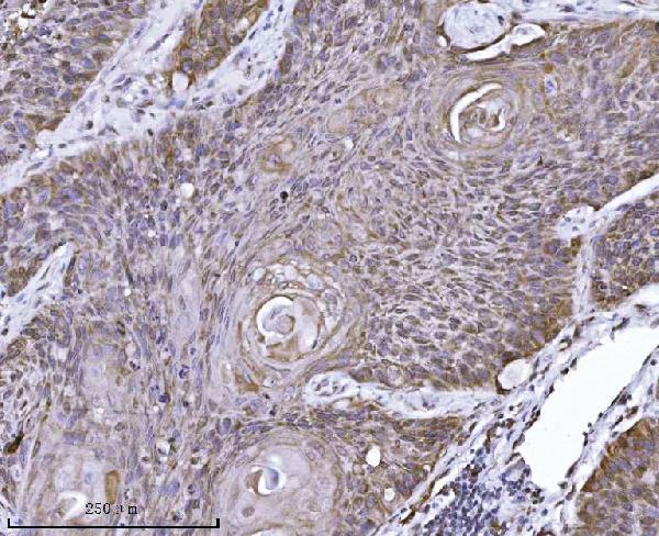 m07042 1 erlin2 primary antibodies ihc testing 4