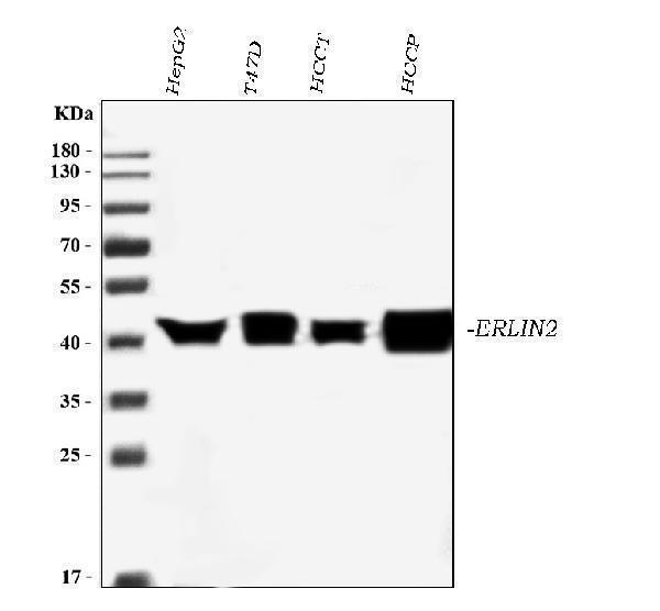 m07042 1 erlin2 primary antibodies wb testing 1