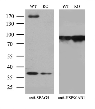 Equivalent amounts of cell lysates (10 ug per lane) of wild-type 293T cells (WT) and SPAG5-Knockout 293T cells (KO) were separated by SDS-PAGE and immunoblotted with anti-SPAG5 monoclonal antibody M07062