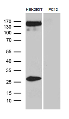 Western blot analysis of extracts (35ug) from 2 different cell lines by using anti-SPAG5 monoclonal antibody (1:500)