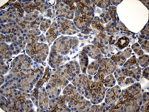 m07073 1 anti ikb epsilon nfkbie mouse monoclonal antibody clone id oti6h8 ihc testing 3