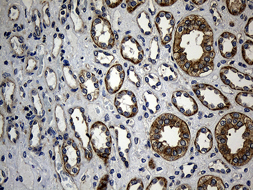 m07073 1 anti ikb epsilon nfkbie mouse monoclonal antibody clone id oti6h8 ihc testing 4