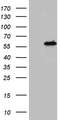 m07073 1 anti ikb epsilon nfkbie mouse monoclonal antibody clone id oti6h8 wb testing 1