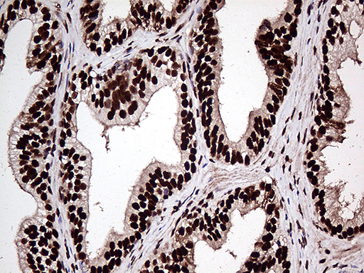 m07103 anti zranb2 mouse monoclonal antibody clone id oti2e3 ihc testing 5
