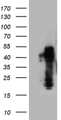 m07103 anti zranb2 mouse monoclonal antibody clone id oti2e3 wb testing 1