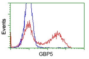 HEK293T cells transfected with either GBP5 (Myc-DDK-tagged) overexpress plasmid (Red) or empty vector control plasmid (Blue) were immunostained by anti-GBP5 antibody (M07110)