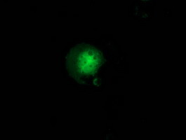 m07110 anti gbp5 mouse monoclonal antibody clone id oti5c9 if testing 4