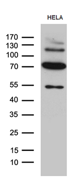 Western blot analysis of extracts (35ug) from HELA cell line by using anti-KLC2 monoclonal antibody (1:500).