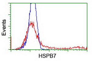 HEK293T cells transfected with either HSPB7 (Myc-DDK-tagged) overexpress plasmid (Red) or empty vector control plasmid (Blue) were immunostained by anti-HSPB7 antibody (M07126)