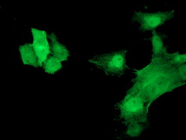 Anti-HSPB7 mouse monoclonal antibody (M07126) immunofluorescent staining of COS7 cells transiently transfected by pCMV6-ENTRY HSPB7
