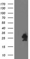 HEK293T cells were transfected with the pCMV6-ENTRY control (Left lane) or pCMV6-ENTRY HSPB7 (Right lane) cDNA for 48 hrs and lysed