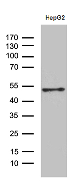 m07128 anti hoxa3 mouse monoclonal antibody clone id oti8c5 wb testing 2