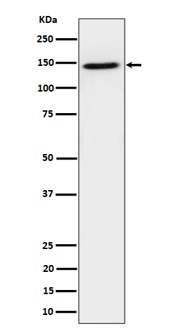 Western blot analysis of TAF3 expression in HeLa cell lysate